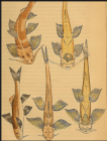 Fish. Calcutta Journal Of Natural History, 1841
