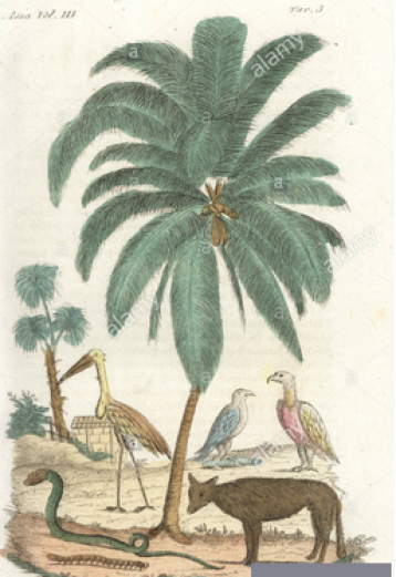 Coconut palm tree, jackal, adjutant stork, vulture, cobra, kite, and centipede of India. Handcoloured copperplate drawn and engraved by Andrea Bernieri after Francois Solvyns from Giulio Ferrario's Ancient and Modern Costumes of all the Peoples of the World, Florence, Italy, 1844.