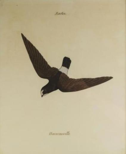 Company School painting of a Haunaville, India, 19th century, watercolour on paper, depicted in flight, inscribed ''Martin'' above and ''Hauwaville''