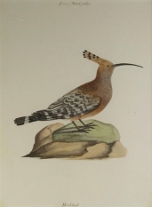 Company School painting of a Hoodhood (19th Century) By Indian School, 19th Century; watercolour on paper;