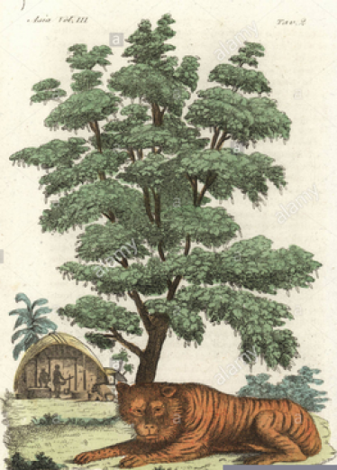Indian tiger underneath a tamarind tree. Handcoloured copperplate drawn and engraved by Andrea Bernieri after Francois Solvyns from Giulio Ferrario's Ancient and Modern Costumes of all the Peoples of the World, Florence, Italy, 1844.