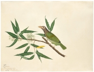 Bird. Painting Artist: Shaikh Zayn-al-din. 1778
